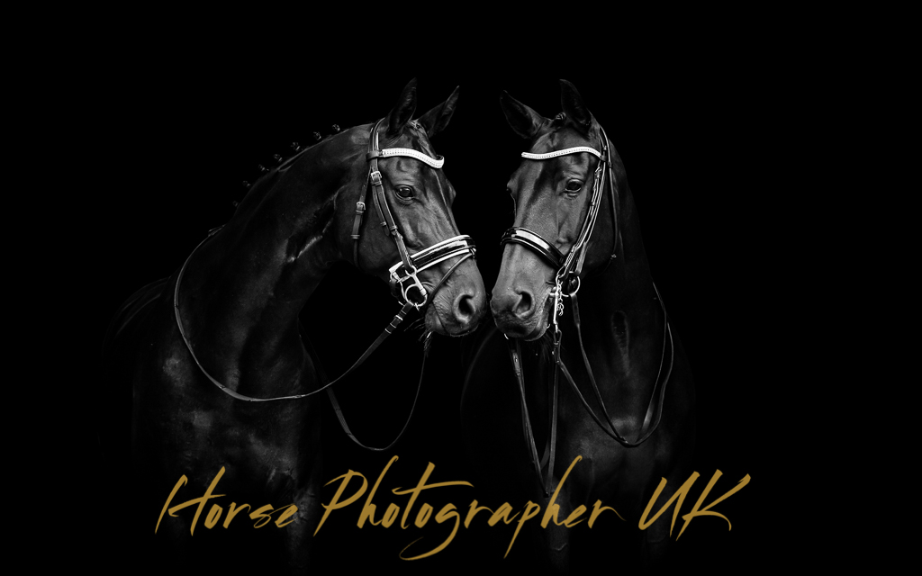 Horse Photography